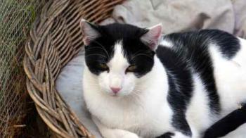 Rocky Bild von Rocky