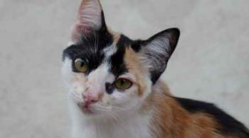 Kitty Bild von Kitty