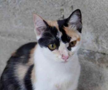 Kitty Bild von Kitty