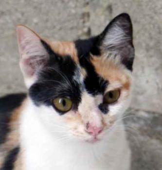 Kitty Bild von Kitty