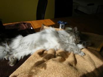 Bild von Zuko
