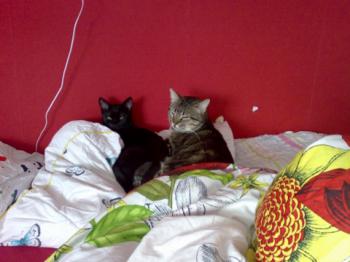 Felix Bild von Felix