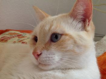 Apricot Bild von Apricot