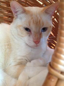 Apricot Bild von Apricot