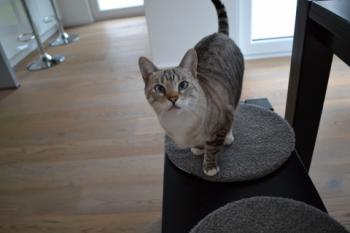 Celeste Bild von Celeste