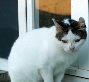 Daisy Bild von Daisy
