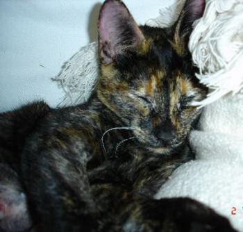 Buffy Bild von Mori