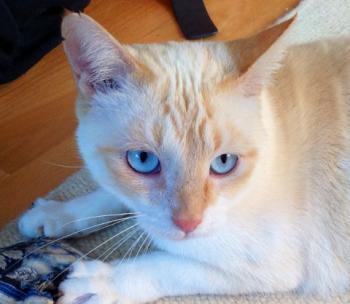 Apricot Bild von Apricot