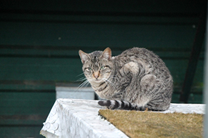 Bild von Leila