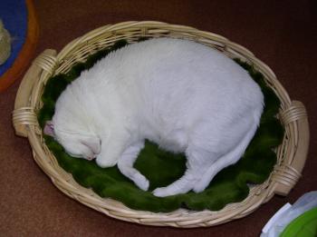 Diva Bild von Diva