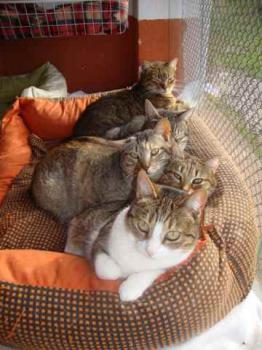 Bild von Sweet