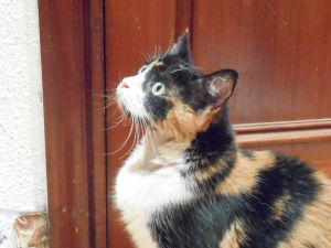 Zulema Bild von Zulema