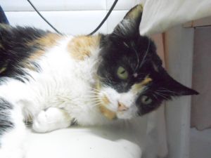 Zulema Bild von Zulema