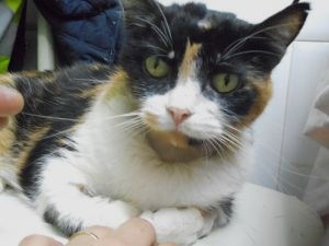 Zulema Bild von Zulema