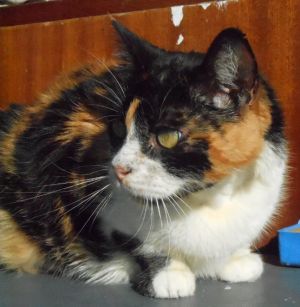 Zulema Bild von Zulema