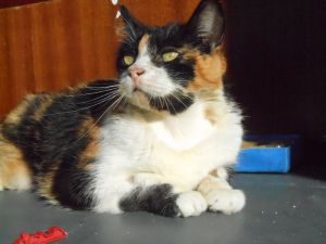 Zulema Bild von Zulema