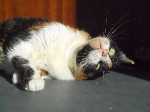 Zulema Bild von Zulema