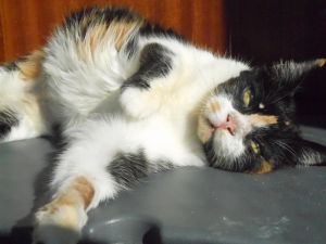 Zulema Bild von Zulema