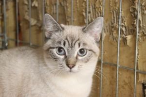 Demeter Bild von Demeter