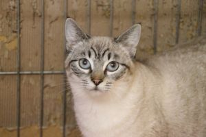 Demeter Bild von Demeter