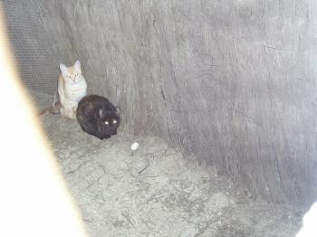 Reina und Principito Bild von Principito