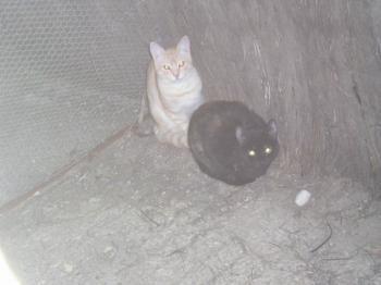 Reina und Principito Bild von Principito