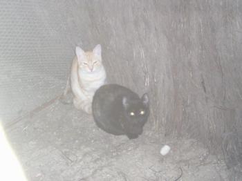 Reina und Principito Bild von Principito