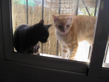 Reina und Principito Bild von Principito