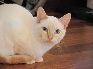 Ivory Bild von Ivory