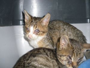 Lucita Bild von Lucita