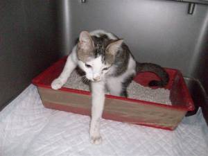 Gordon Bild von Gordon