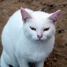 Nieves Bild von Nieves