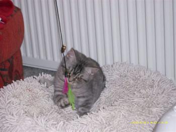 Mr. Grey Bild von Mr. Grey