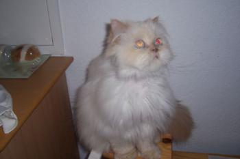 Bolita Bild von Bolita