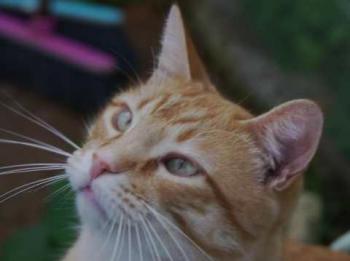 Bild von Candy Boy