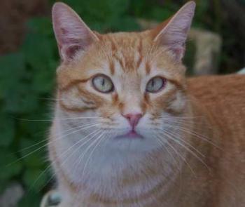 Bild von Candy Boy