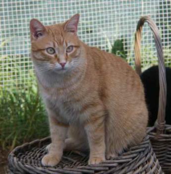Bild von Candy Boy