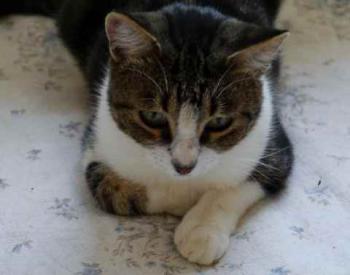 Milo Bild von Milo
