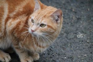 Bild von Belmondo