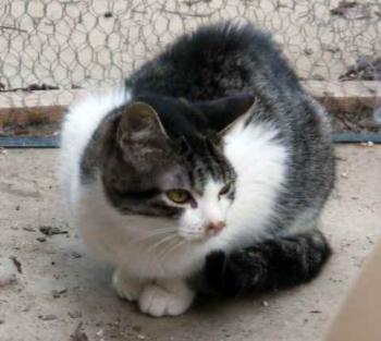 Peque Bild von Peque