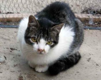 Peque Bild von Peque