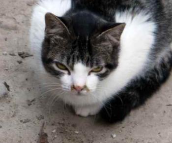 Peque Bild von Peque