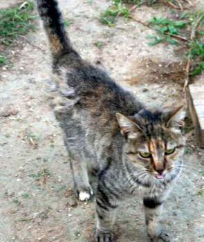 Pili Bild von Pili