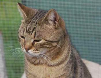 Bild von Nacha