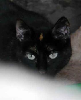 Bild von Shaira