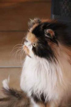 Ohne Namen 5947 Bild von Georgina