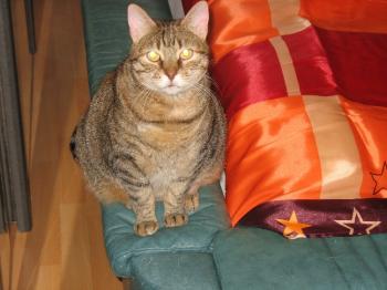 Gorda Bild von Gorda
