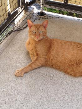 Henry Bild von Henry