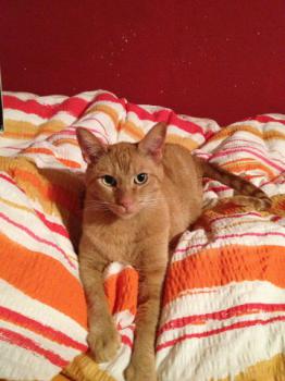 Henry Bild von Henry