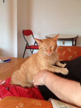 Henry Bild von Henry